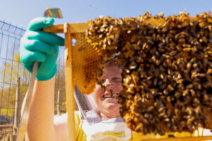 Beekeeper Damson peers through a honey frame filled with bees.