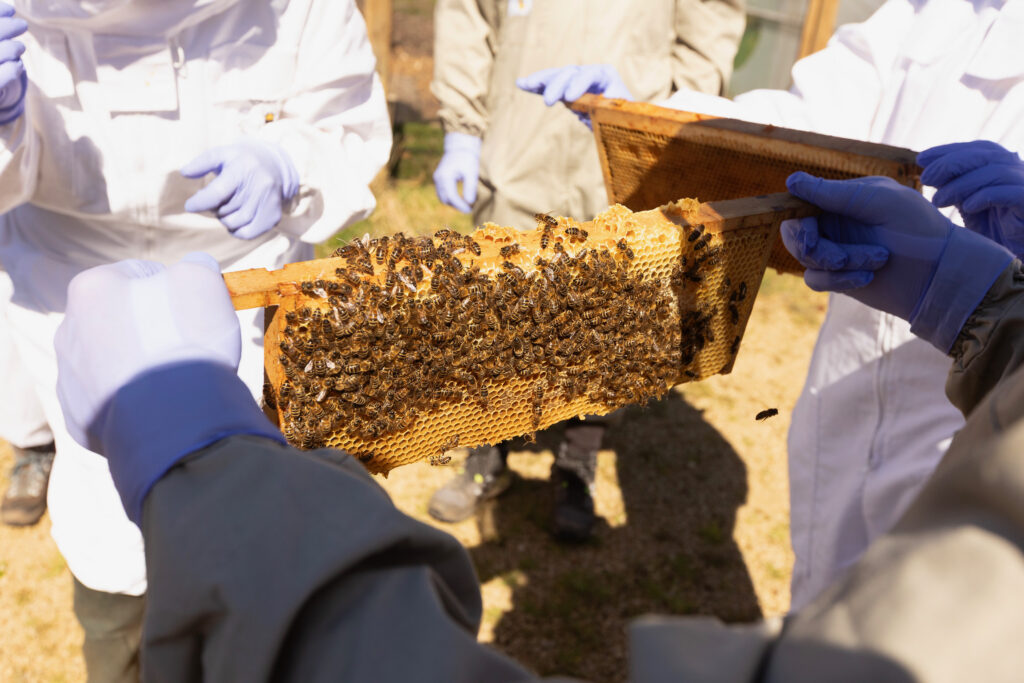 students gather around a honey frame filled with bees.