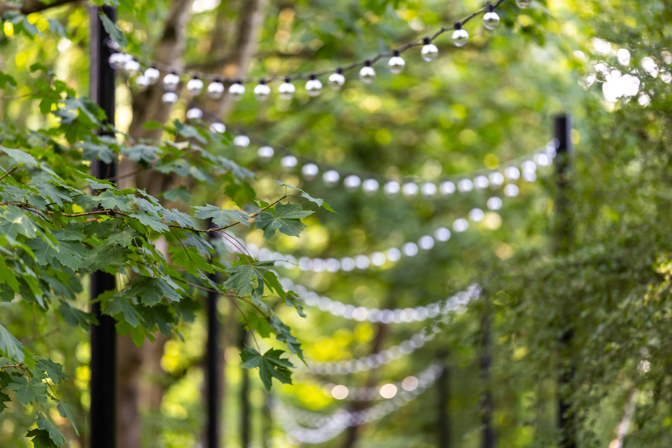 Festoon lights weave through the leafy Nothern Roots site.