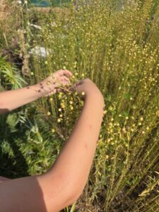 Hands picking flax