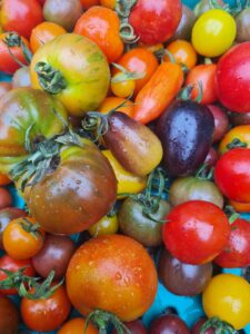 A colourful collection of tomatoes
